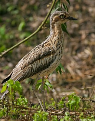 Bush Stone-Curlew