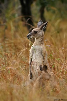 Roo in rain - Grey kangaroo