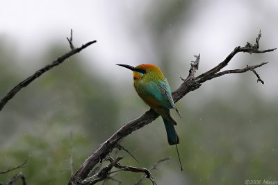 Rainbow Bee-eater in rain