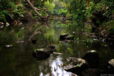 jungle - Atherton Tablelands