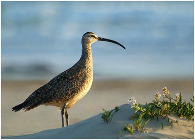 Whimbrel Lookout
