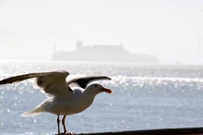 Seagull and Alcatraz2466fix800.jpg
