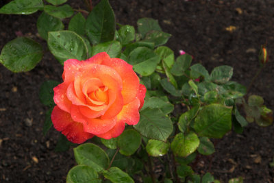 Golden Gate Park Rose Garden2312fix800.jpg