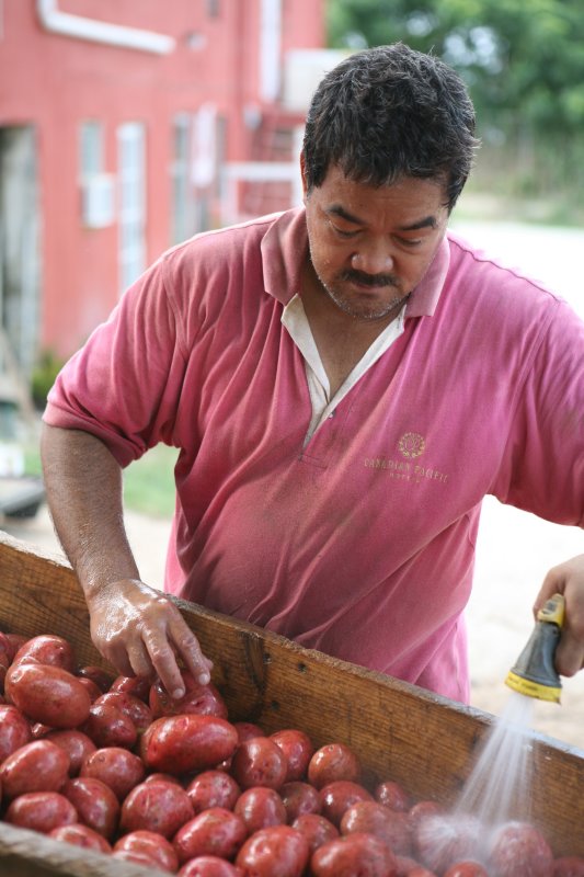 washing Bermuda potatoes