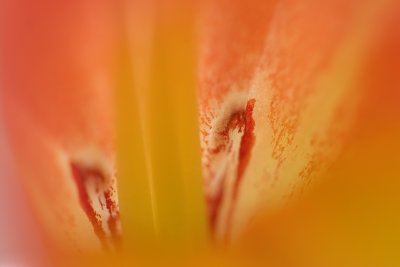 inside of a flower