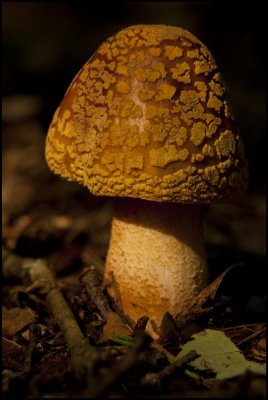Beautiful Mushrooms and Fungi of Northern Virginia