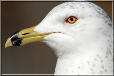 Seagull133.jpg