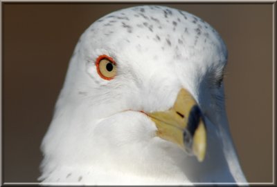 Seagull157.jpg