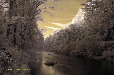 White Autumn
