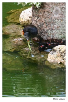 Gallinule-04w.jpg