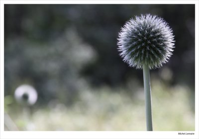 Echinops-05w.jpg