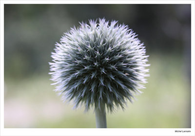 Echinops-06w.jpg