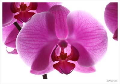 Orchide-06w.jpg