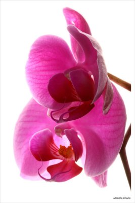 Orchide-07w.jpg