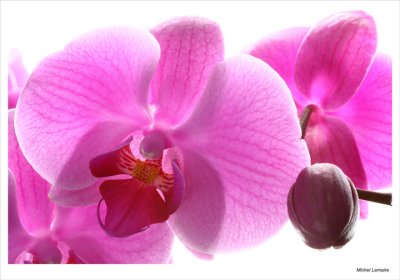 Orchide-08w.jpg