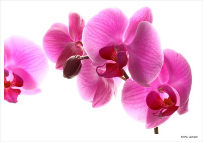 Orchide-09w.jpg