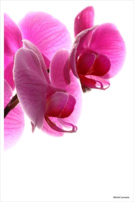 Orchide-13w.jpg