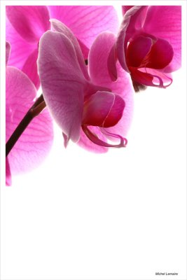 Orchide-14w.jpg