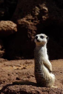 Fuerteventura 2011