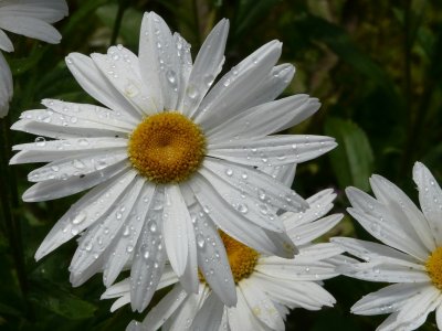 blanc 2