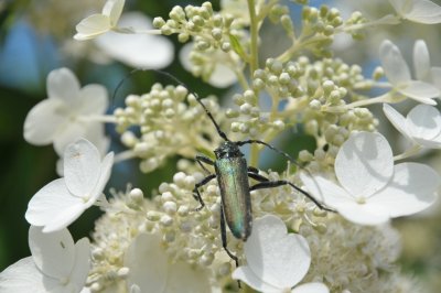 Blanc 5