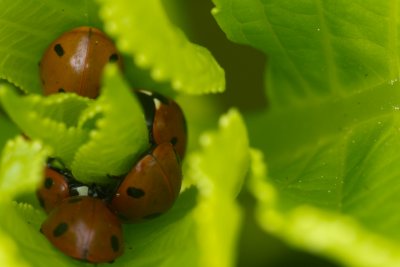 coccinelles-1.jpg
