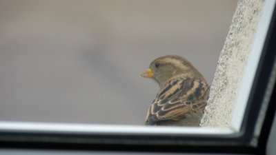 YOUNG SPARROW