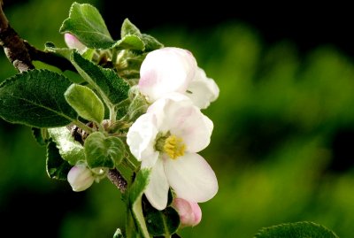 APPLE BLOSSOM