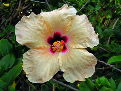 Cancun Flower