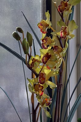 Orchids in the Window