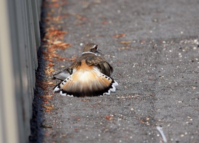 The Killdeer