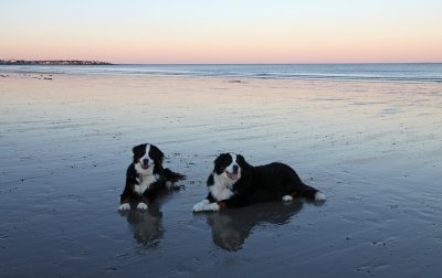 Beautiful Dogs at North Beach