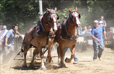 Stratham Fair