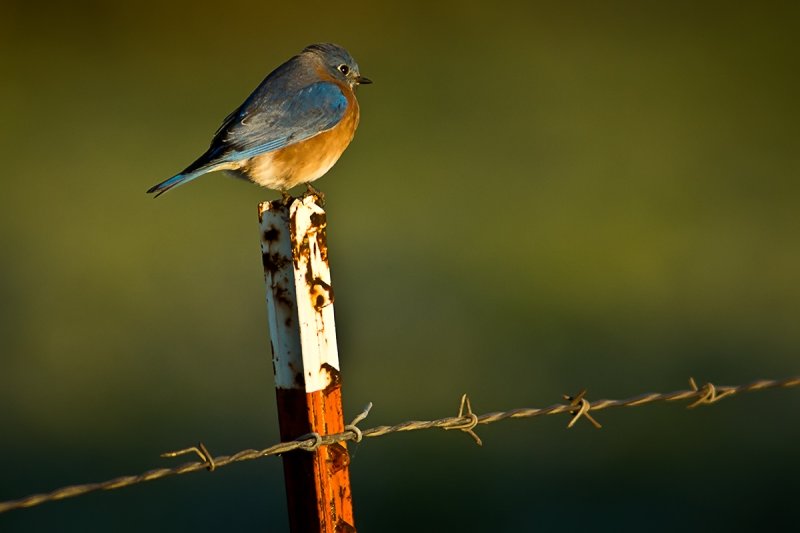 Bluebird.jpg