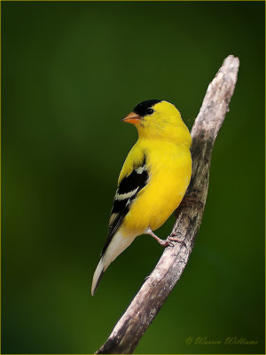 American Goldfinch.jpg