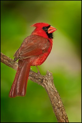 Just Another Cardinal