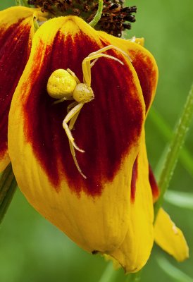 Crab Spider