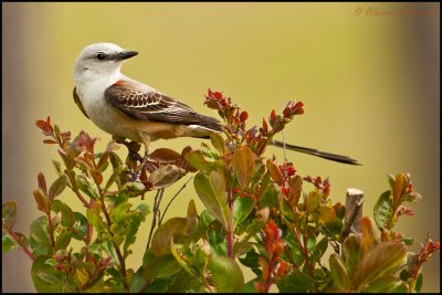 Scissortail Flycatcher