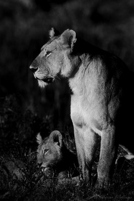 Lions in morning light, Kenya