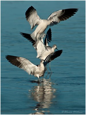 Stacked Avocets