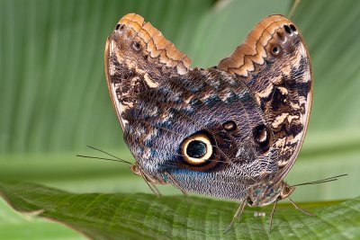 Owl's Eye Butterflies  - Ecuador