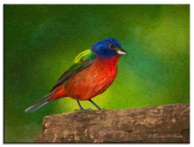 Painted Bunting with filter