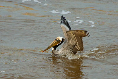 Brown-Pelican.jpg