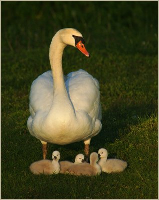 swan-and-babies.jpg