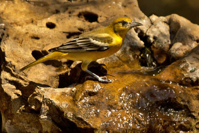 oriole2.jpg