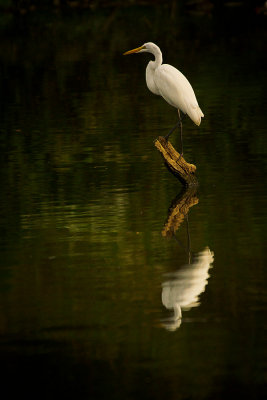 great-egret.jpg