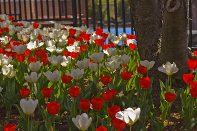 Wardman Park Tulips