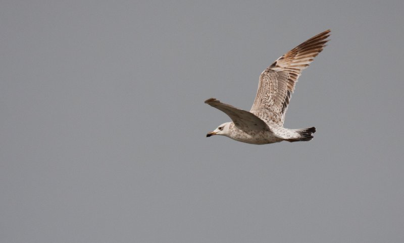 2cy - 15 April (IL)