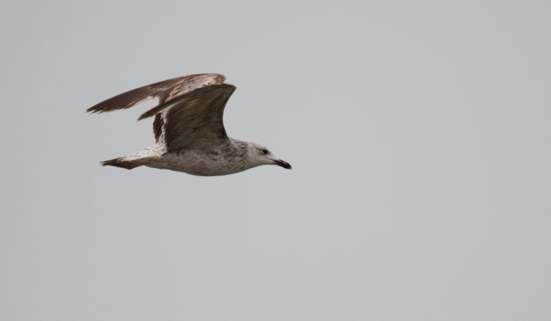 2cy - 15 April (IL)