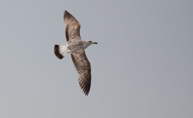 2cy - 15 April (IL)